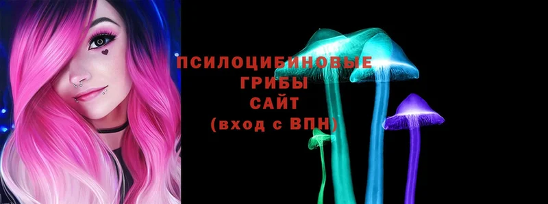 закладка  Долинск  Псилоцибиновые грибы Psilocybe 